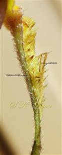  Stamens